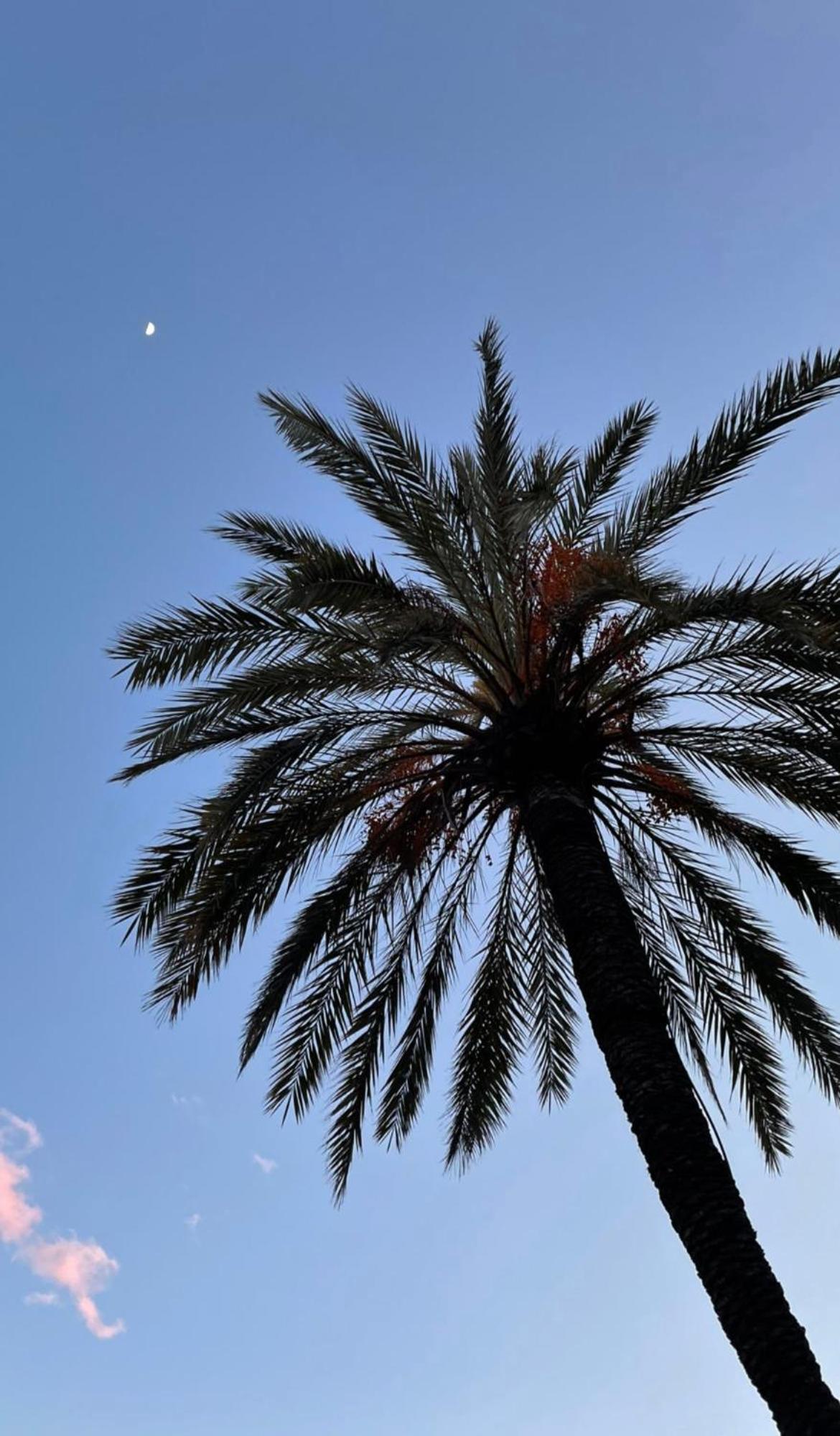 Acqua Di Mare Bed & Breakfast Bordighera Bagian luar foto